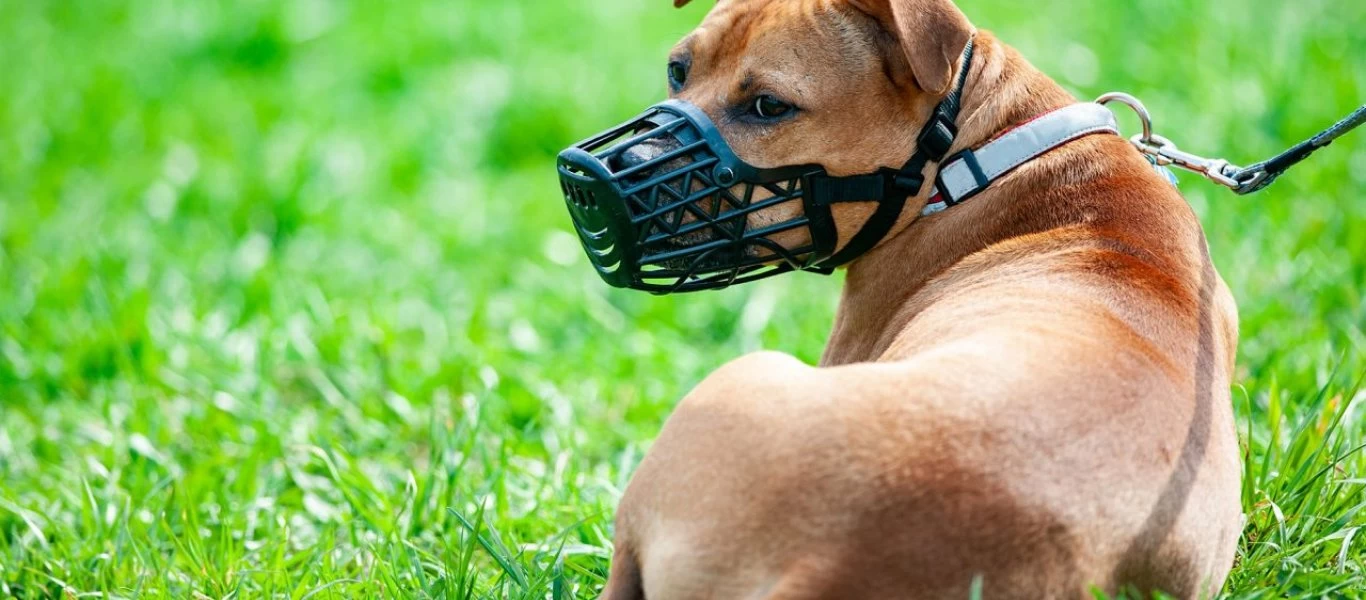 Δείτε τη στιγμή που σκύλος δραπετεύει σαν... επαγγελματίας (βίντεο)